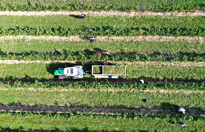 Winzer für 1 Tag, © Pferschy-Seper Winzer für 1 Tag, © Pferschy-Seper