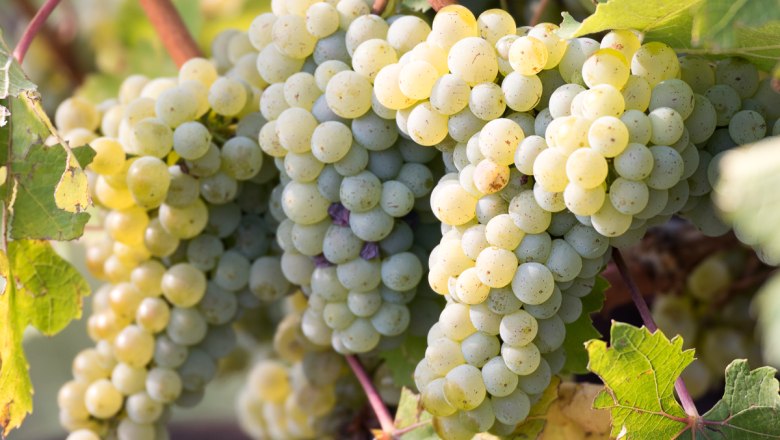 Winzer für 1 Tag, © Pferschy-Seper Winzer für 1 Tag, © Pferschy-Seper