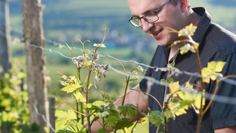 Christoph Fink, © Philipp Monihart Person in einem Weinberg, die Reben inspiziert.