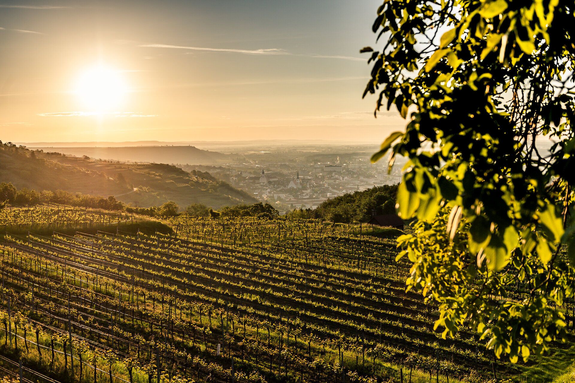 Die sanften Hügel der Weinlandschaft erstrahlen im warmen Licht der Abendsonne, während die Reben in voller Blüte stehen. Ein Gefühl von Ruhe und Harmonie durchdringt die Luft, perfekt für einen entspannten Spaziergang durch die malerische Umgebung.