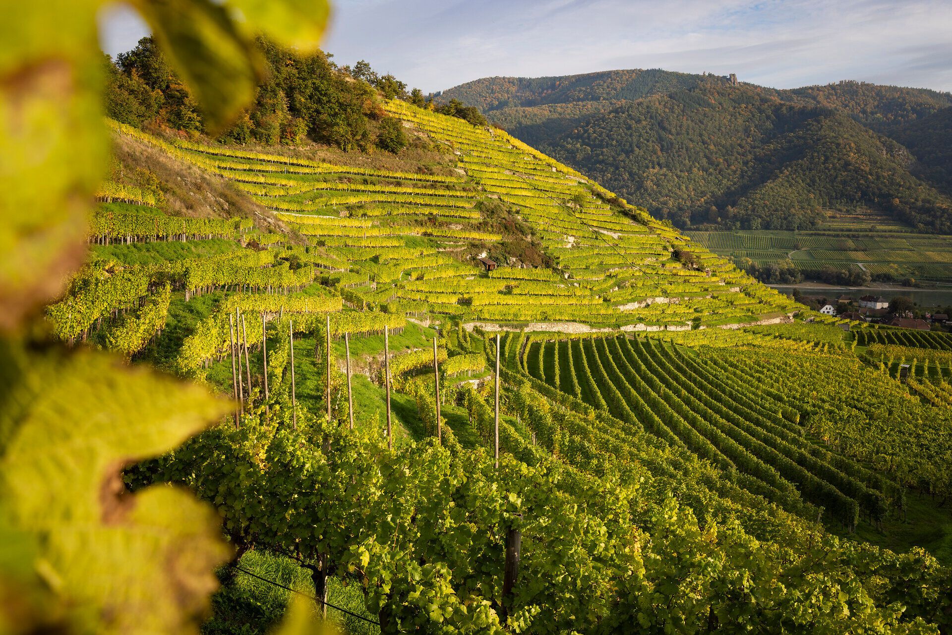 Weinterrassen in der Wachau im Herbst