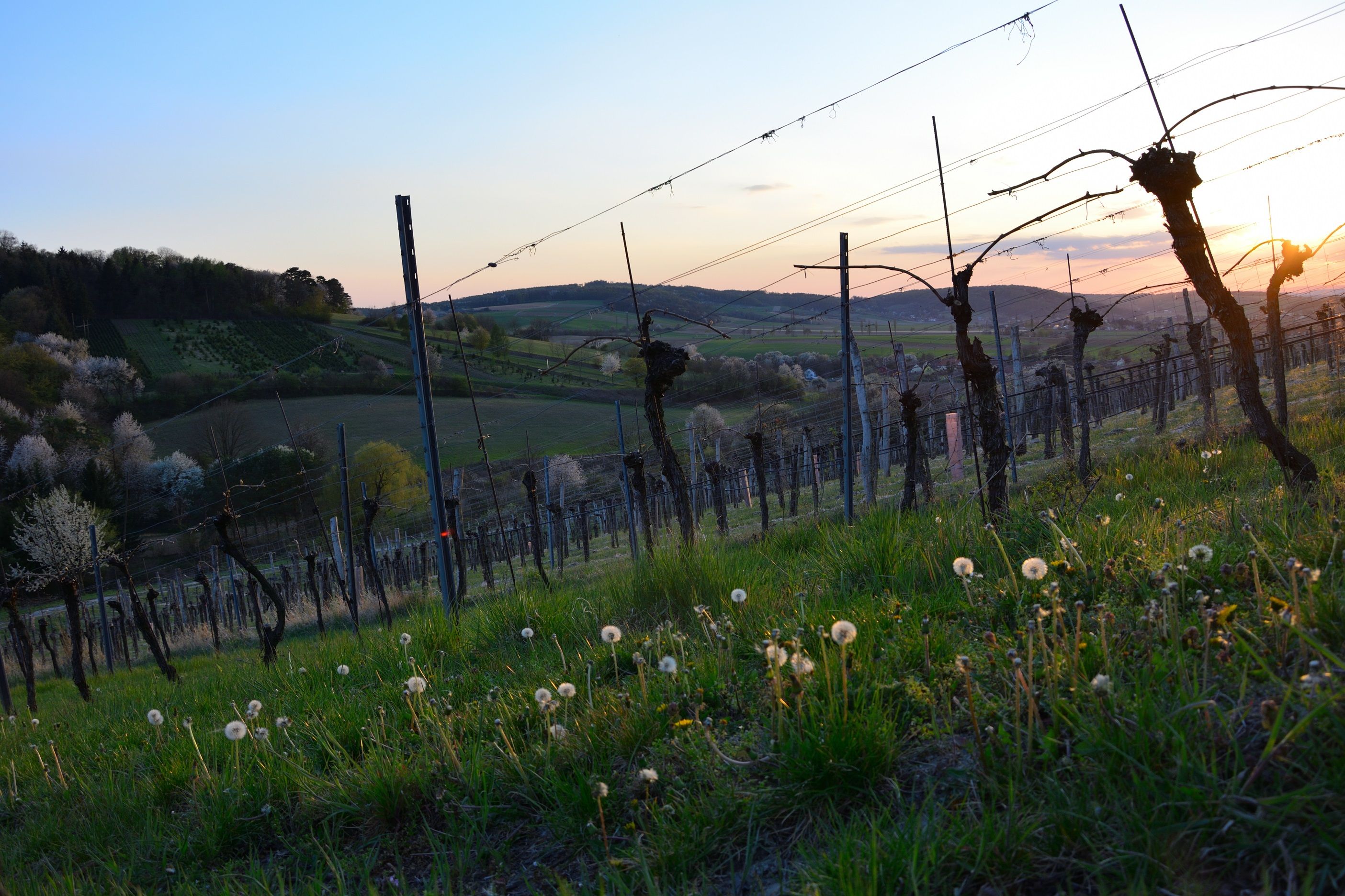 Weinberg im Sonnenuntergang mit blühenden Bäumen und Löwenzahn im Vordergrund.