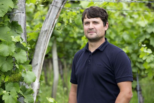 Mann in einem Weinberg mit grünen Reben im Hintergrund.