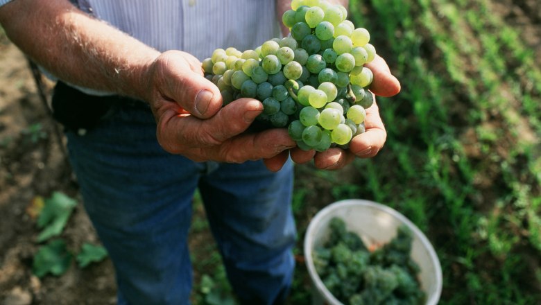 Weinlese, © ÖWM/Komitee Kamptal