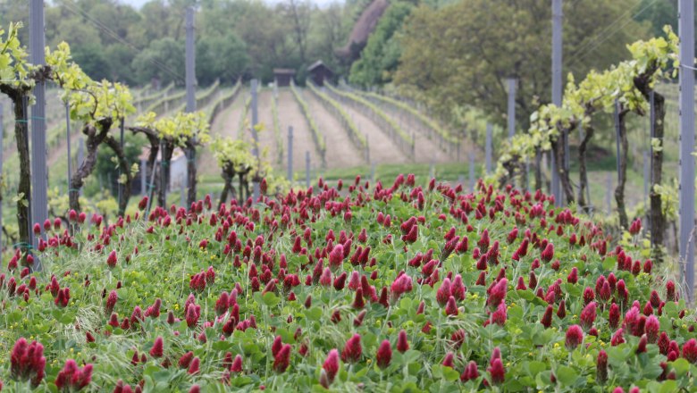 Ein Weingarten mit roten Blumen im Vordergrund und Reben im Hintergrund.