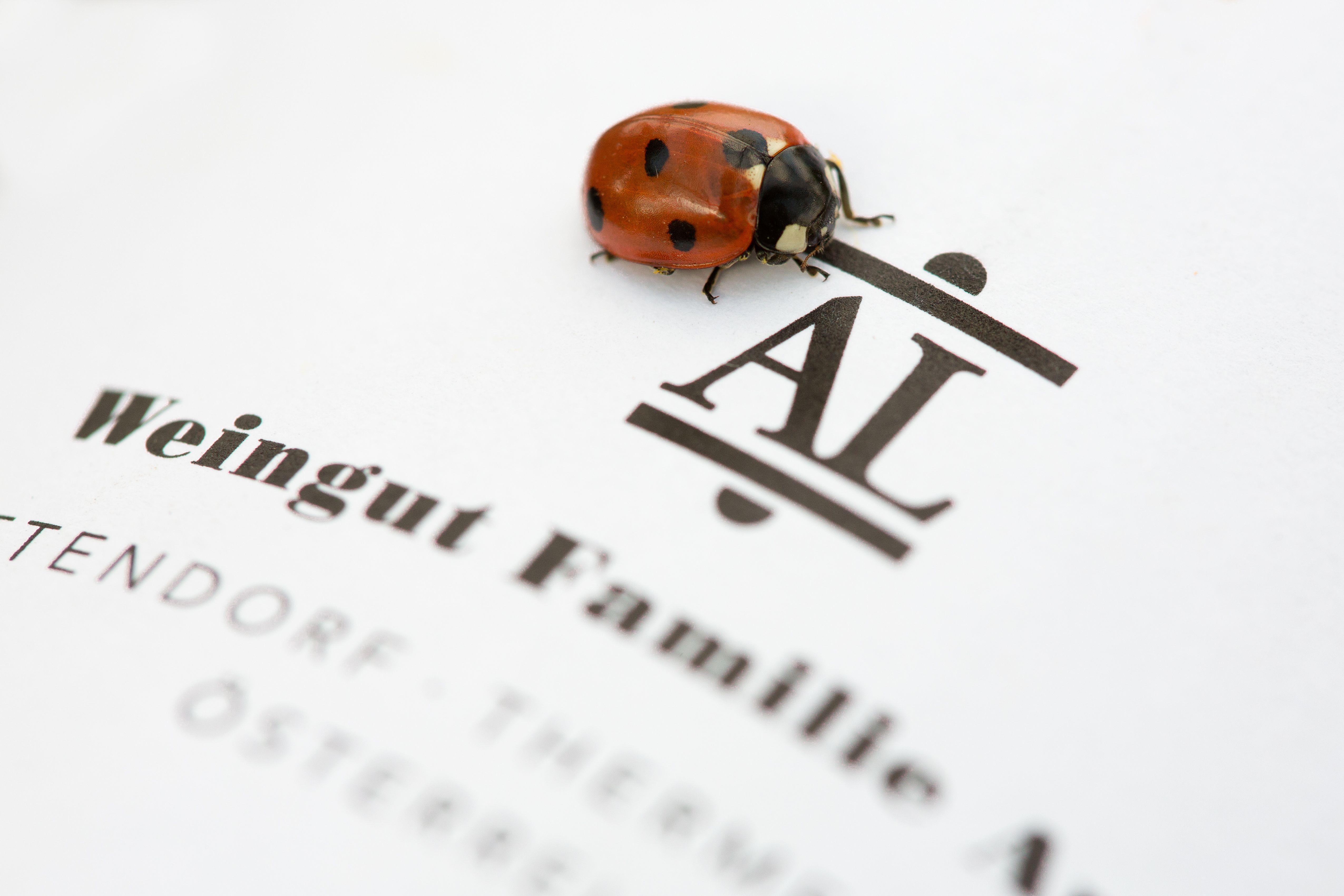 Ein Marienkäfer sitzt auf einem Blatt Papier mit der Aufschrift 'Weingut Familie Auer'.