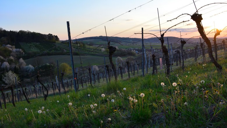 Weinberg im Sonnenuntergang mit blühenden Bäumen und Löwenzahn im Vordergrund.