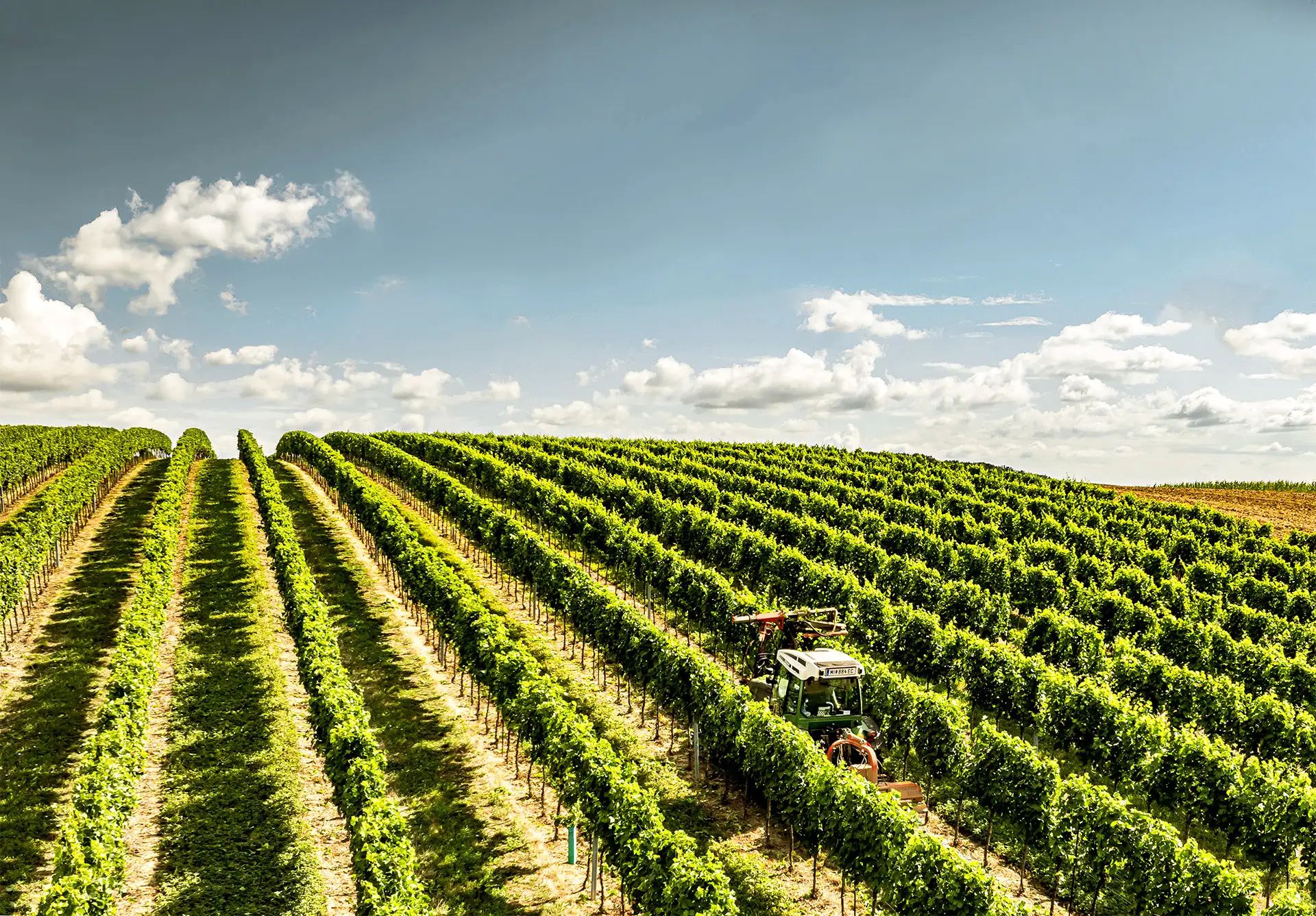 Traktor in einem sonnigen Weingarten mit grünen Rebenreihen.