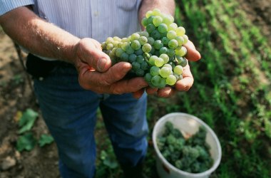 Weinlese, © ÖWM/Komitee Kamptal