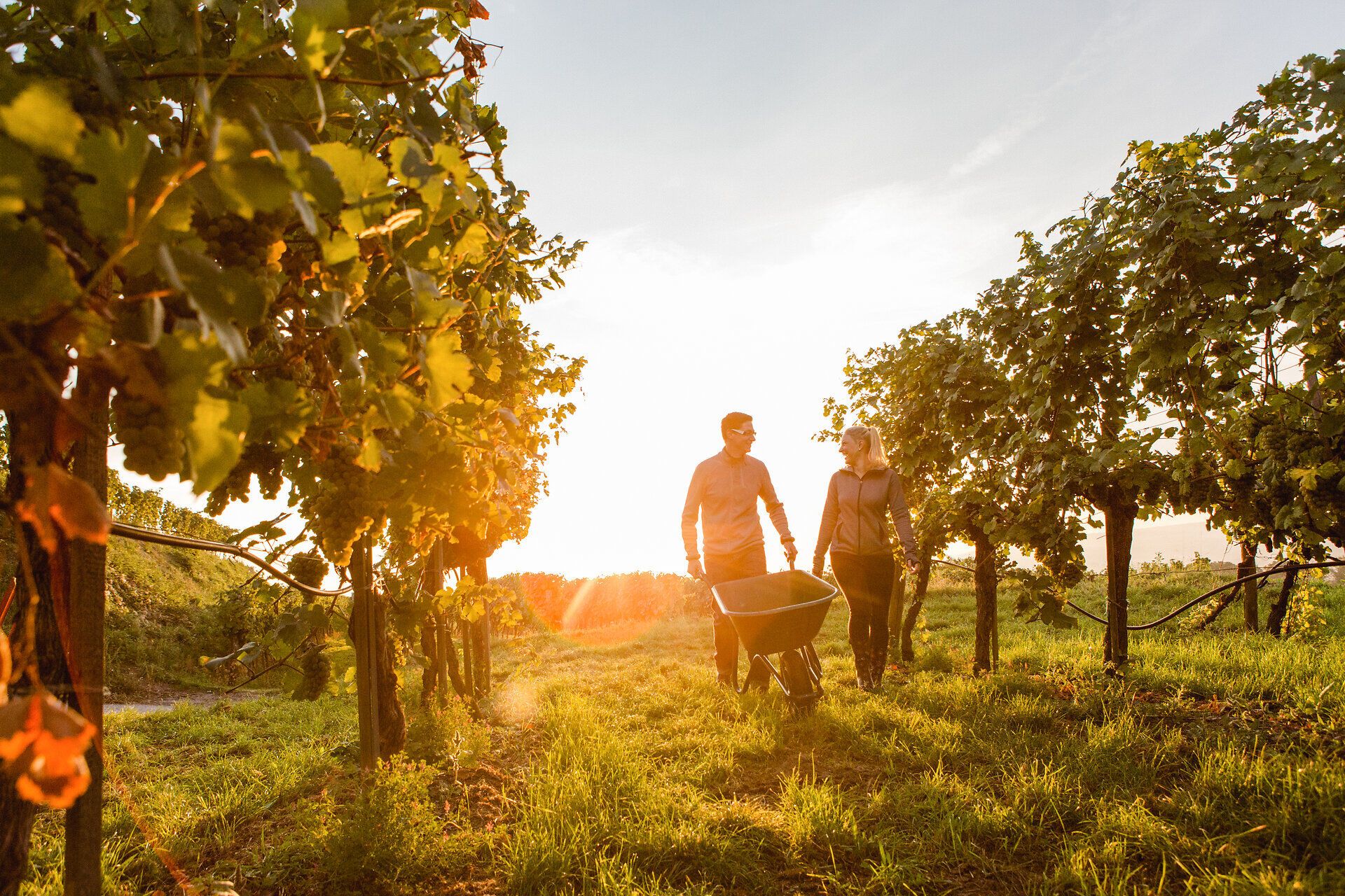 In der goldenen Abendsonne wandern zwei Menschen durch die sanften Weinreben, umgeben von der malerischen Landschaft des Mostviertels. Die frische Luft und der Duft der Trauben schaffen eine einladende Atmosphäre, die zum Verweilen einlädt.