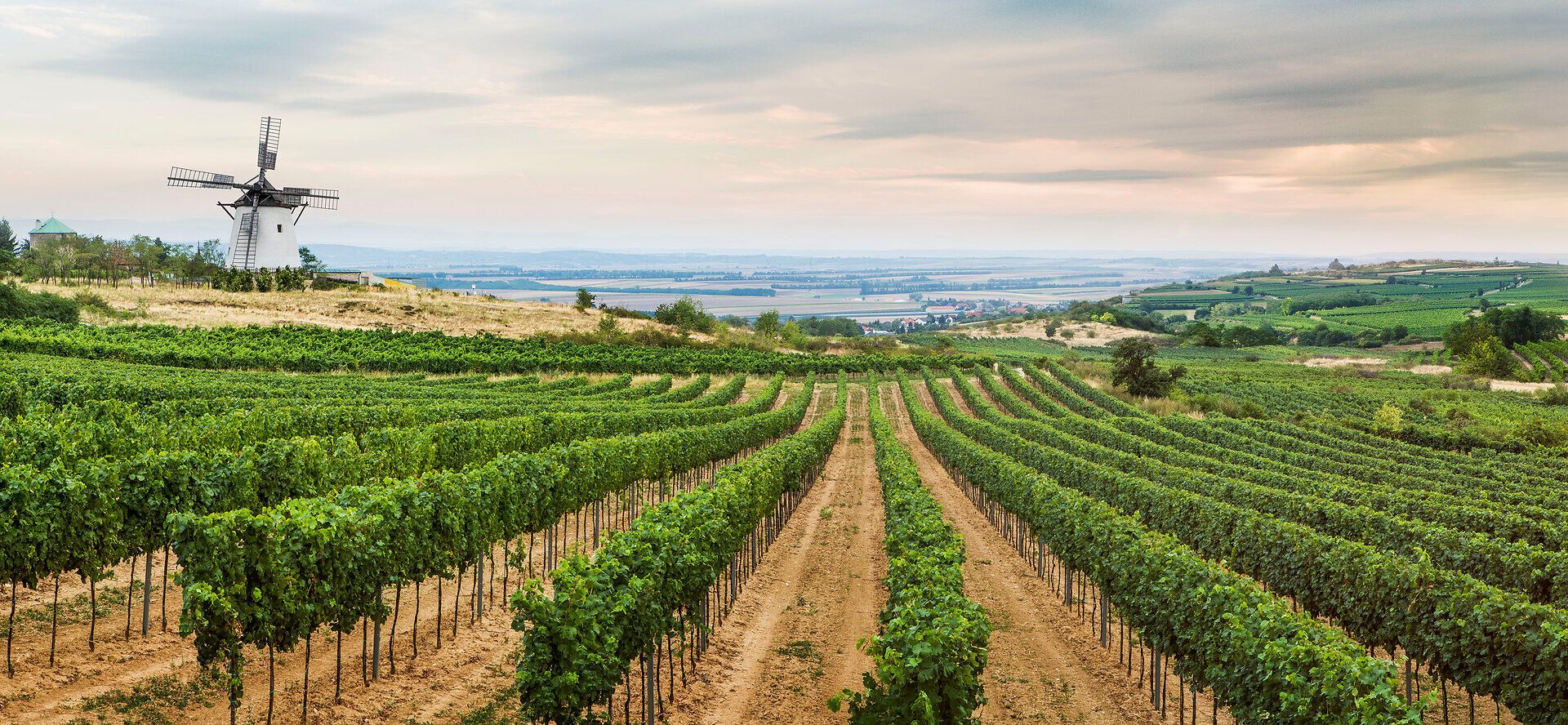 Die sanften Hügel des Weinviertels laden zu einem entspannten Spaziergang durch die Weinreben ein, während die alte Windmühle majestätisch über die Landschaft wacht. Hier, wo die Natur und die Tradition harmonisch verschmelzen, entfaltet sich die Schönheit des ländlichen Lebens.